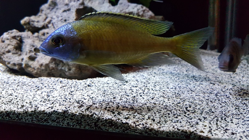 Placidochromis sp. 'electra superior' Mandalawi Reef